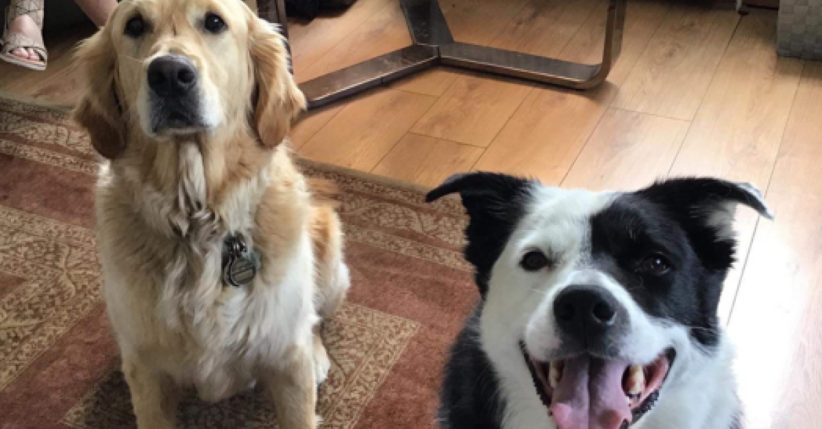 Ready, set, let’s go! Guide Dog Gazette, Fall 2023 CNIB